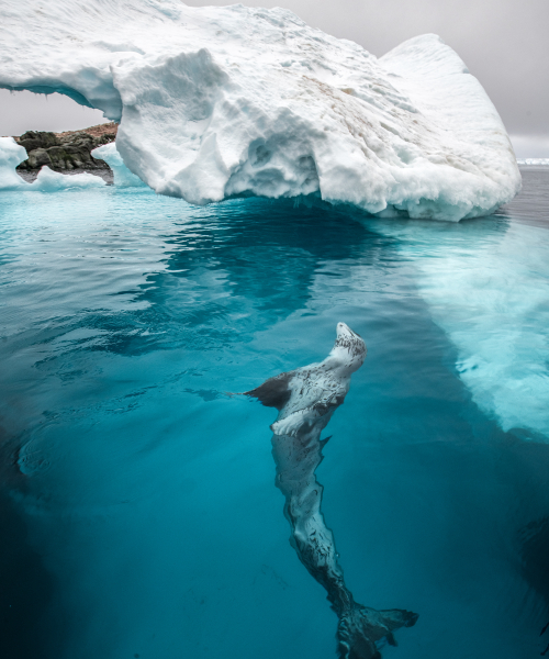 Seal in the cold waters of Antarctica