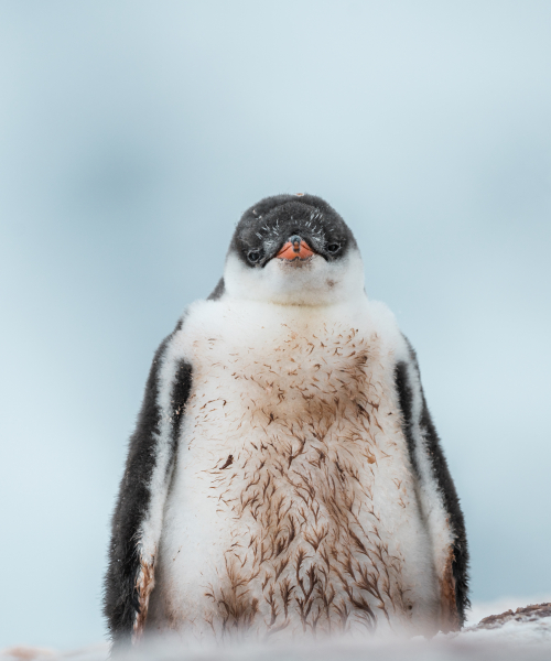 Penguin by Benjamin Hardman