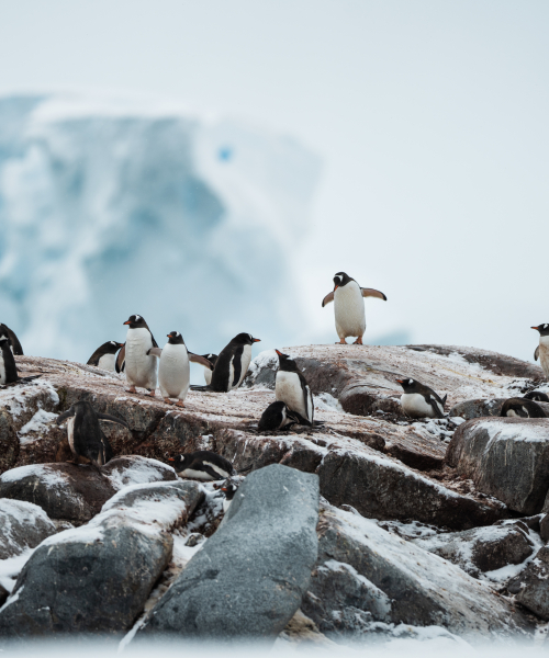 Penguins by Benjamin Hardman