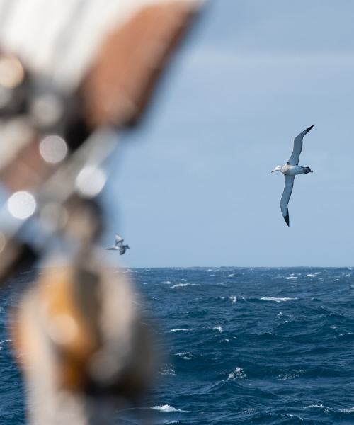 Birds near the ship