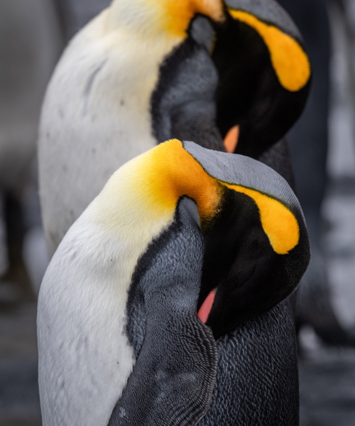 Penguin