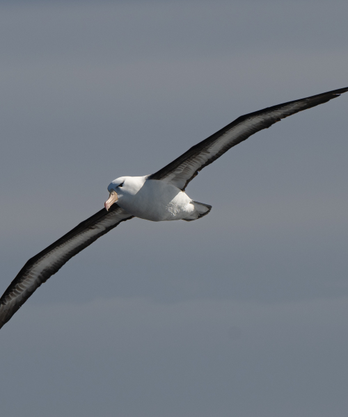 wildlife in the southern ocean