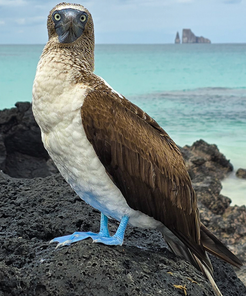 Blue footed boobie