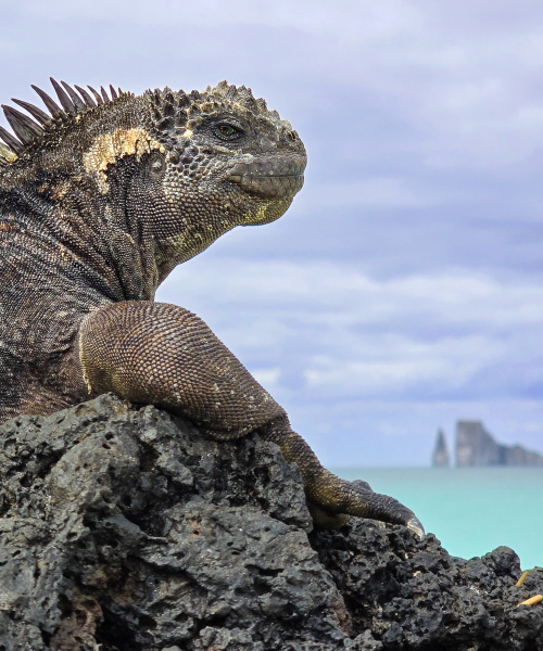 Galapagos Iguana