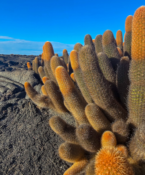 Galapagos by Zet Freiburghaus