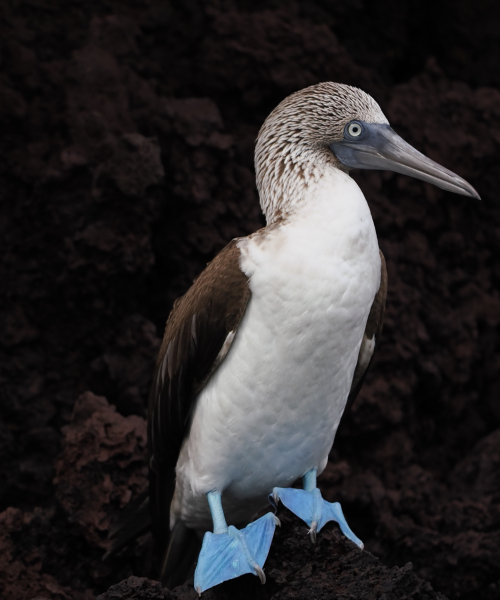 Blue footed boobie