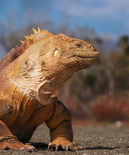 Galapagos iguana