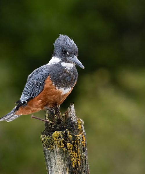 Close view of a bird in the Chilean Channels