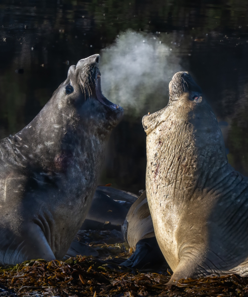 Elephant seals in the Chilean channels