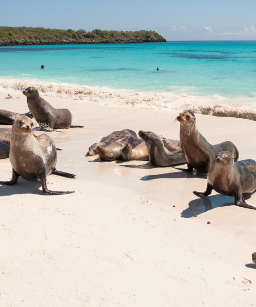 sealions galapagos