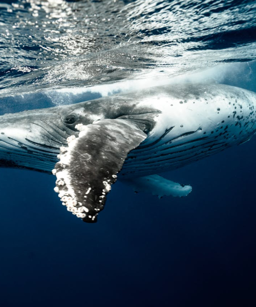 Humpback whales in Tonga