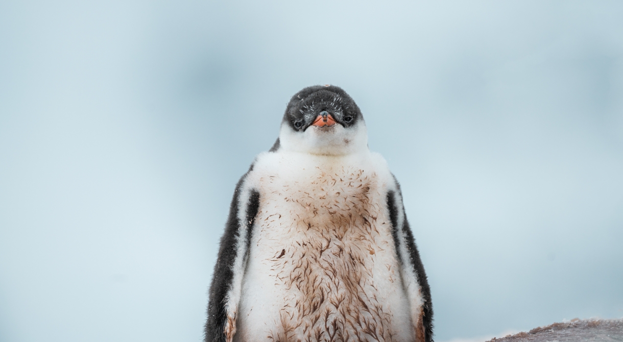 Penguin by Benjamin Hardman