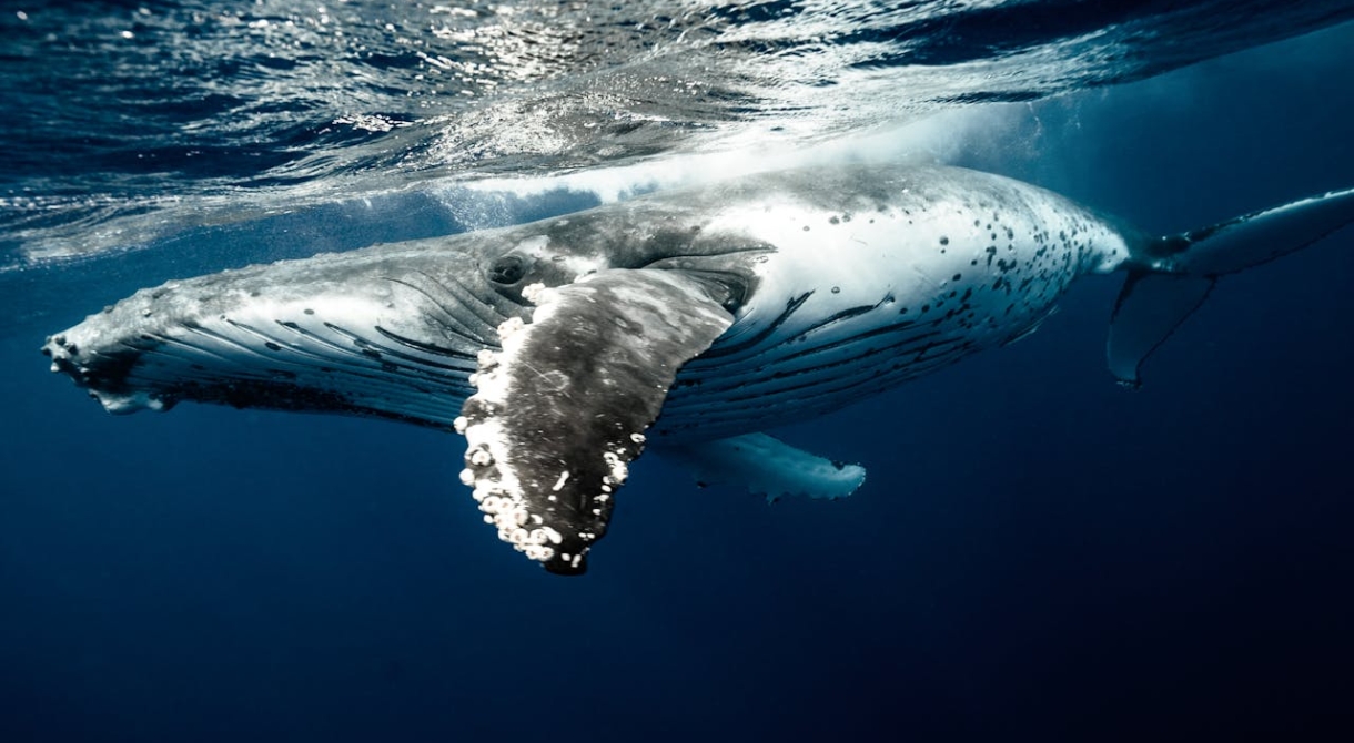 Humpback whales in Tonga