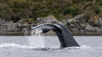 Whales