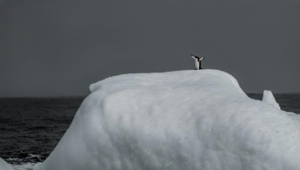 Chinstrap Penguin on bergy bit