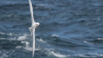 Albatros