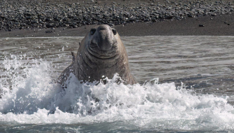 What are YOU doing on MY beach? (Gold Harbour)