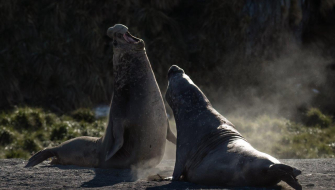 Fighting over girls... (Gold Harbour)