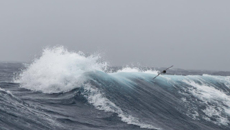 Cape Petrel in wavy conditions