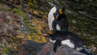 Macaroni penguins resting on rocks