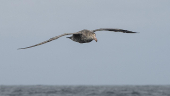 Albatros
