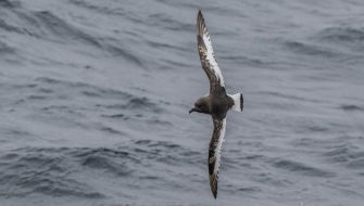 Rare Antarctic Petrel