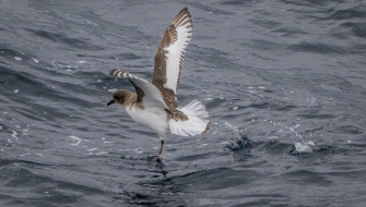 Rare Antarctic Petrel