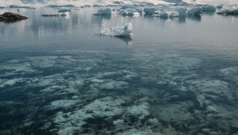 Neko Harbor Bark EUROPA