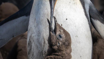 South Georgia Fortuna Bay Shackleton Hike by Jordi Plana Morales
