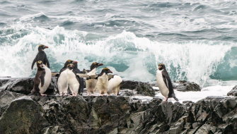 Cobblers Cove Rookery Point Gothul by Jordi Plana Morales Bark EUROPA