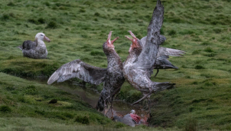 Ocean Harbour and St. Andrews Bay Jordi Plana Morales Bark EUROPA South Georgia