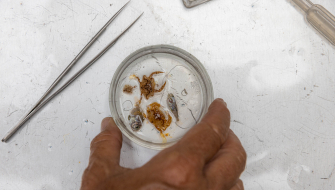 Sargassum by Isley