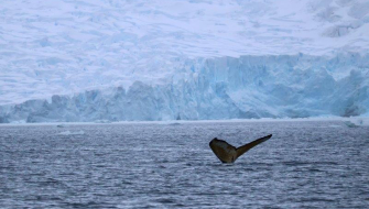 Danco & Neko landings