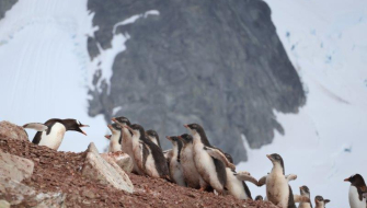 Danco & Neko landings