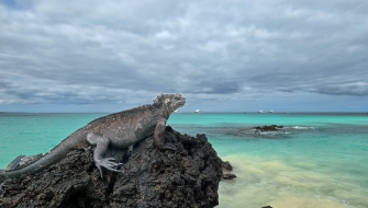 Galapagos Bark EUROPA by Zet Freiburghaus