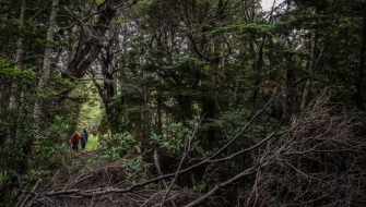 Navarino islands jordi plana morales bark europa