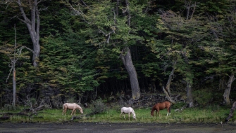 Navarino islands jordi plana morales bark europa