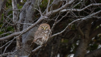 Chilean Channels - Caleta Olla, Glacier Alley and Pía Glacier - Bark EUROPA Jordi Morales