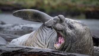 Magellan Straits Seno Almirantazgo and its inner fjords Bark Europa Chilean Channels Jordi Plana Morales