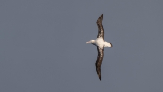 Sailing Chilean Channels Bark EUROPA