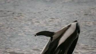 Zet Freiburghaus Bark EUROPA Antarctic Expedition