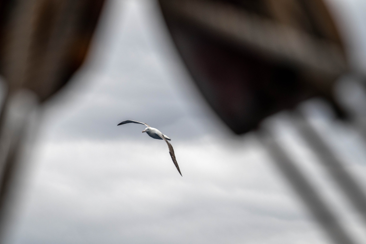 Seabird Survey