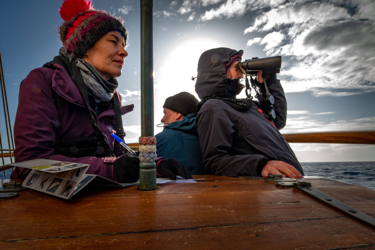 Seabird Survey