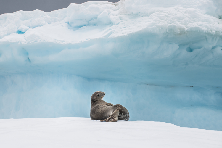 Leopard seal in Antarctica