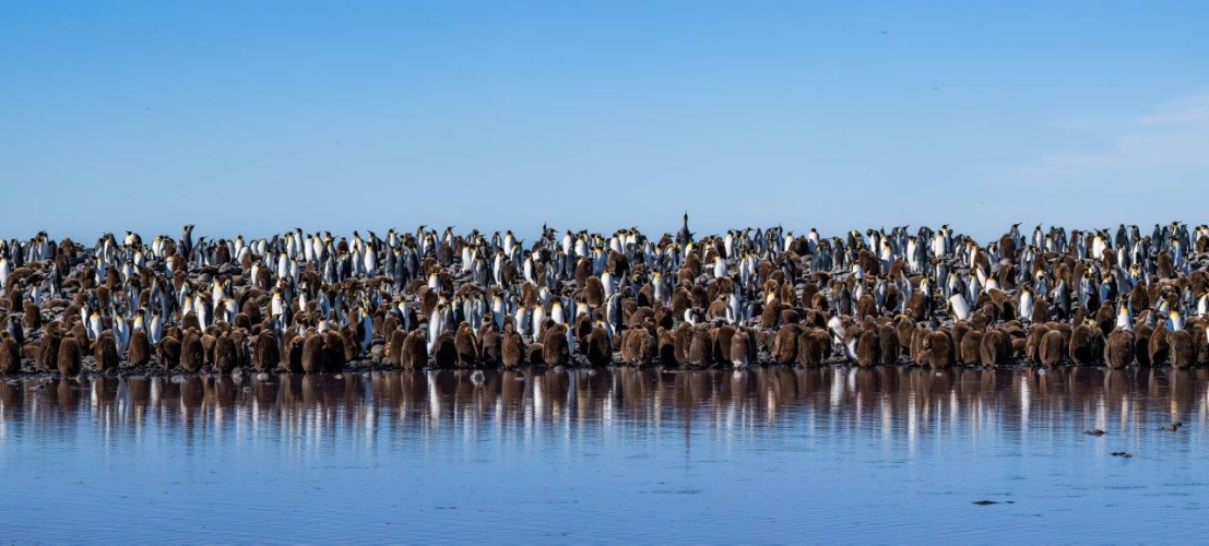 King Penguins at the Royal Bay colony