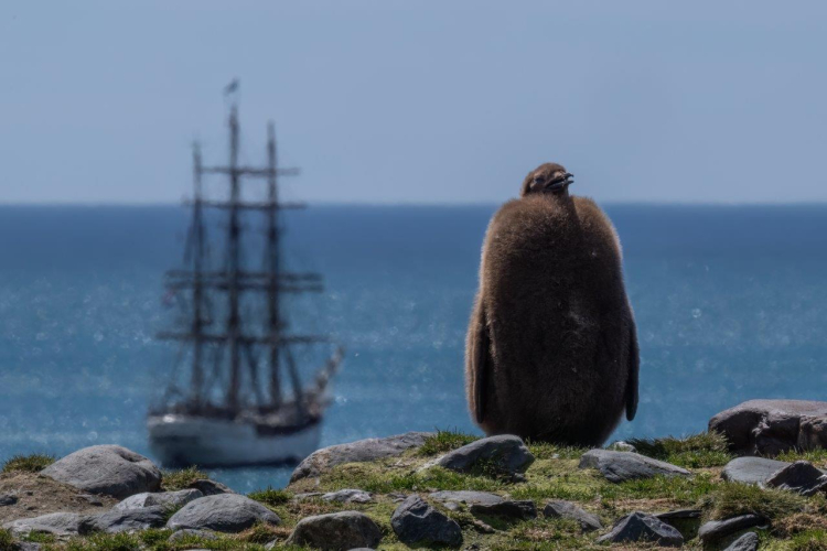 King Penguin chick at St. Andrews