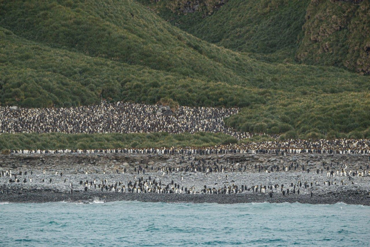South Georgia - Philipp Reindhard