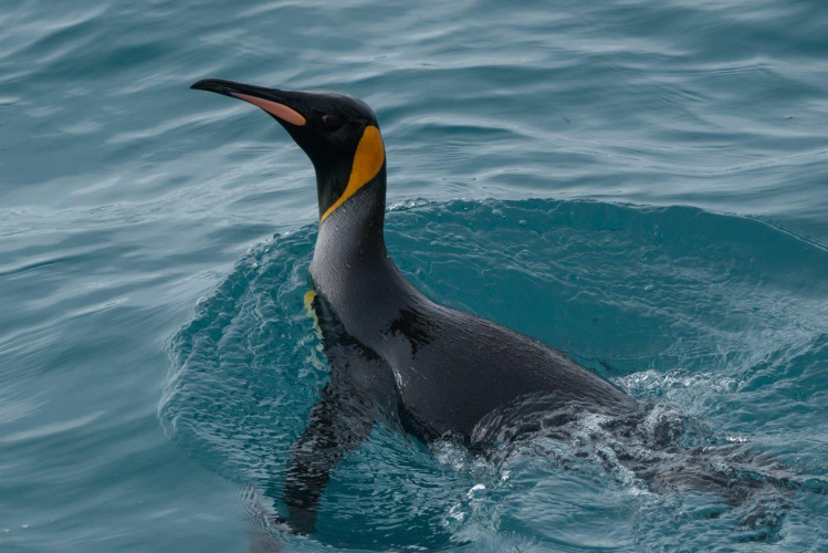 South Georgia - Philipp Reindhard