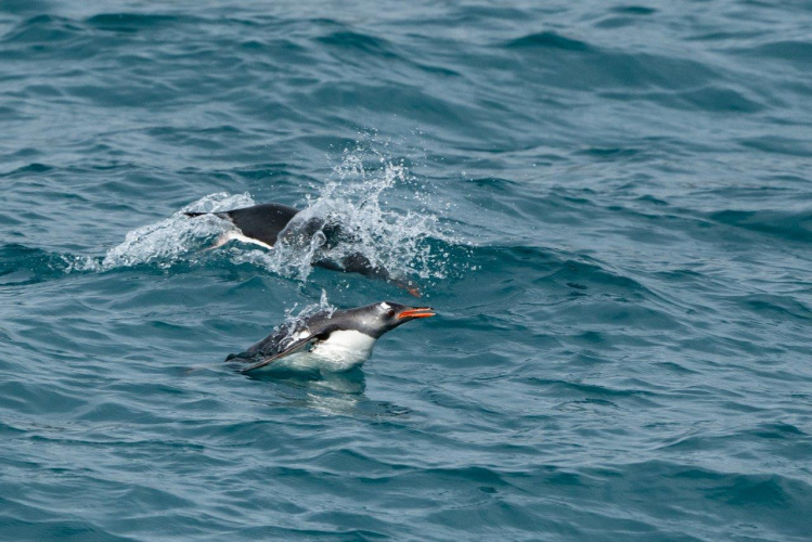 South Georgia - Philipp Reindhard