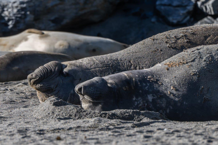 Royal Bay Moltke harbour South Georgia Jordi Plana Morales Bark EUROPA